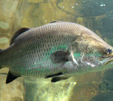 Cá Chẽm