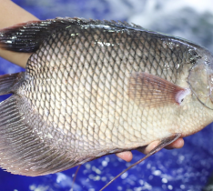 Cá Tai Tượng