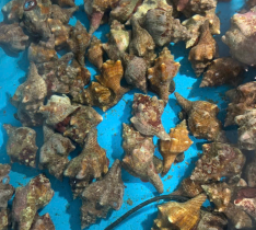 Ốc Đỏ Sống