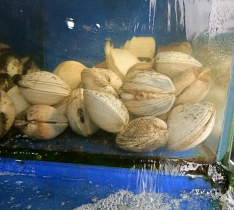 Nghêu Trắng Lớn