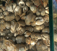 Sò Huyết