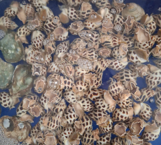 Ốc Hương