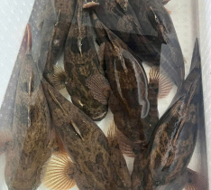 Cá Bống Tượng