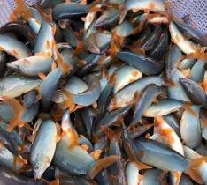 Cá Heo Nước Ngọt