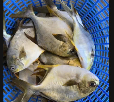 Cá Chim Trắng