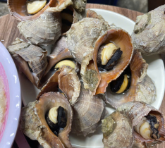 Ốc Miệng Rộng