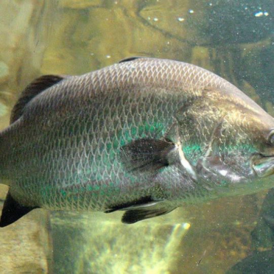 Cá Chẽm