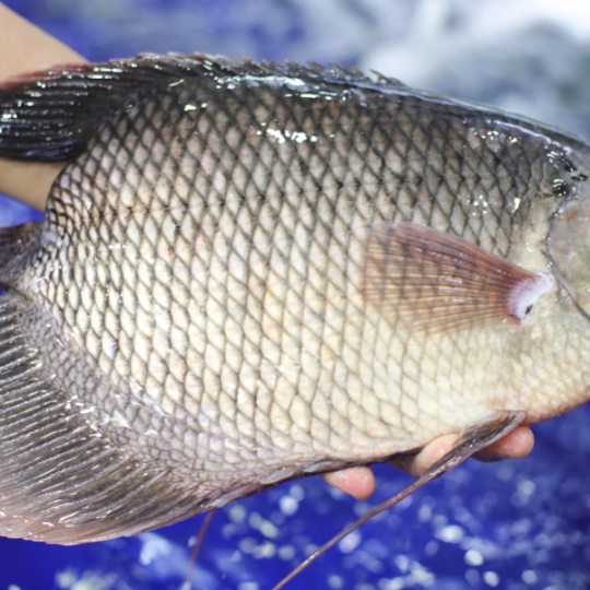 Cá Tai Tượng