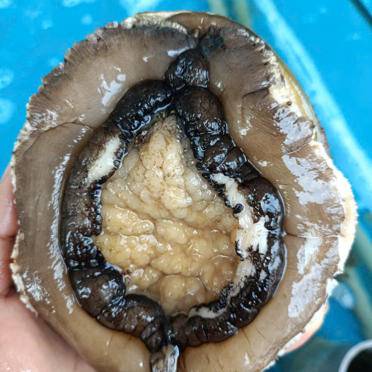 Bào Ngư