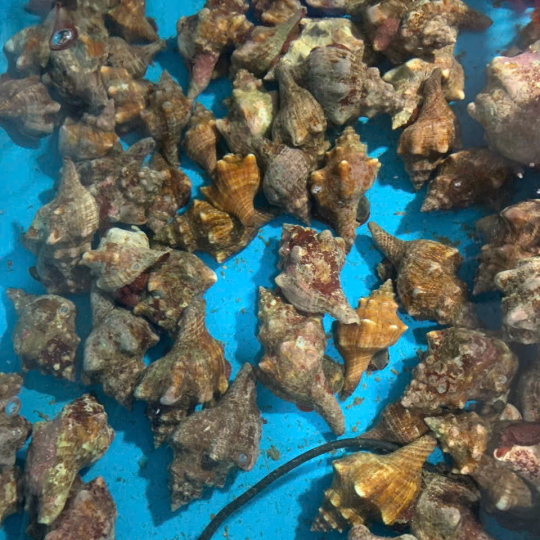Ốc Đỏ Sống