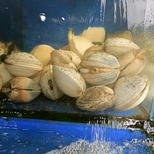 Nghêu Trắng Lớn