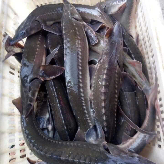 Cá Tầm