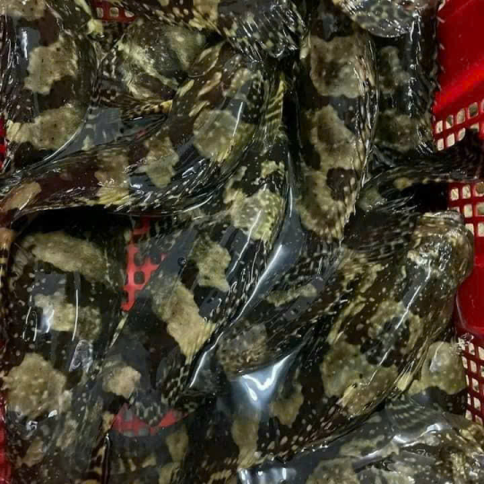 Cá Bống Mú