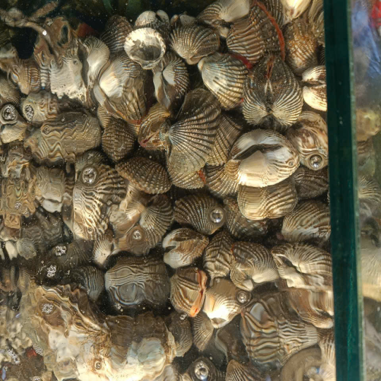 Sò Huyết
