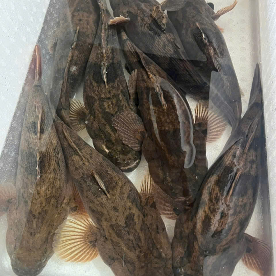 Cá Bống Tượng