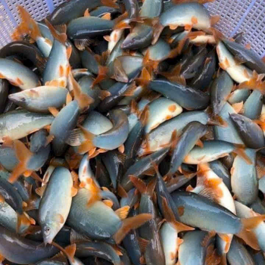 Cá Heo Nước Ngọt