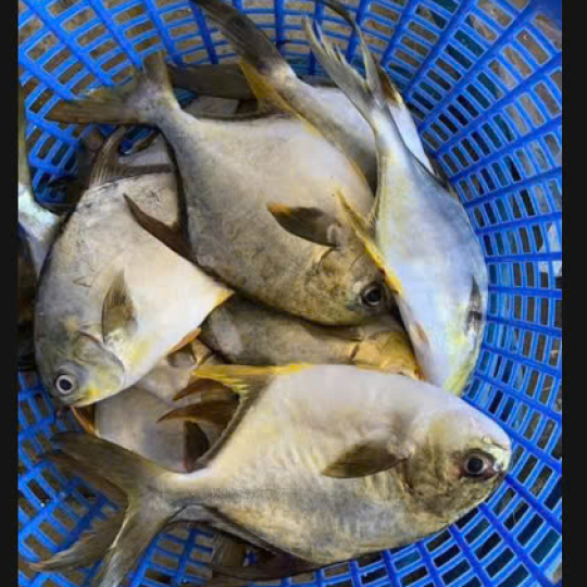Cá Chim Trắng