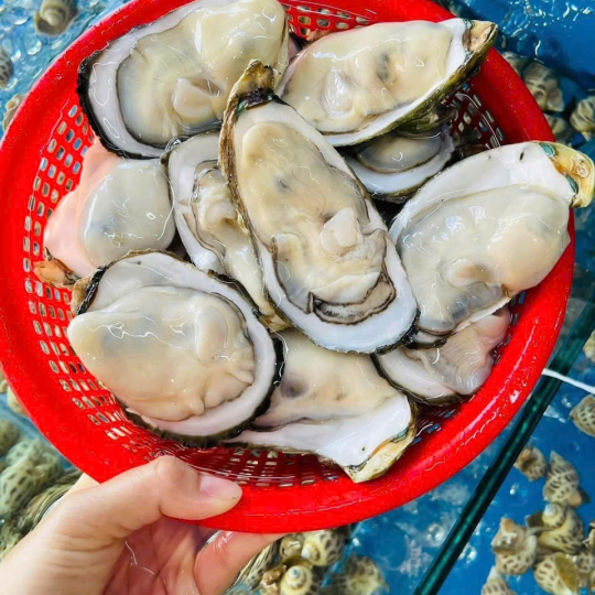 Hào Sữa