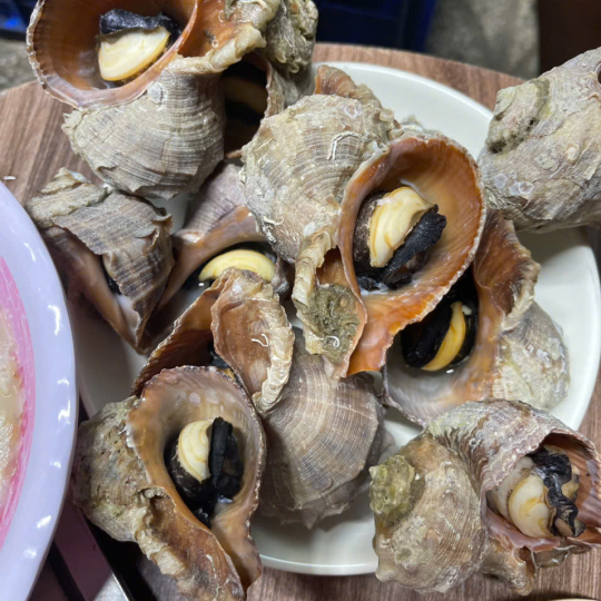 Ốc Miệng Rộng