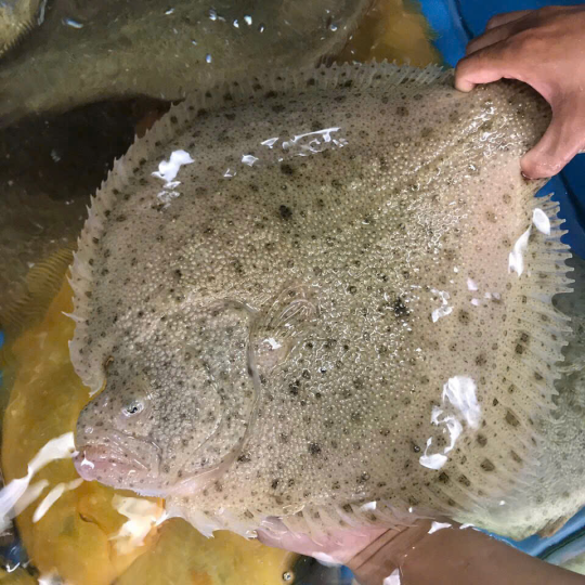 Cá Bơn